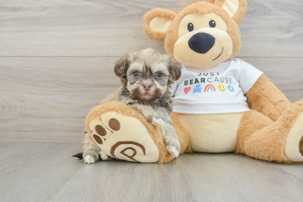 Playful Havanese Baby