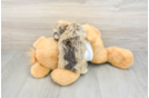 Adorable Havaneser Purebred Puppy