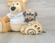 5 week old Havanese Puppy For Sale - Premier Pups