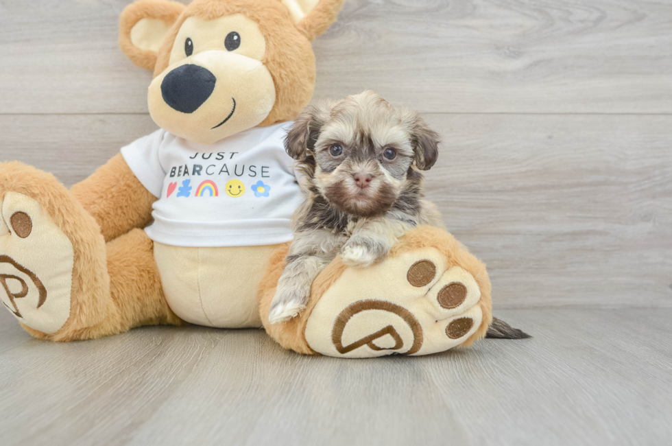 5 week old Havanese Puppy For Sale - Premier Pups