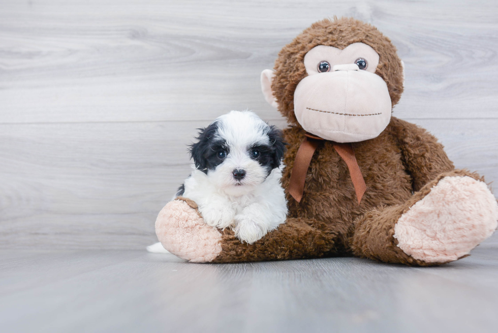 Little Havanese Baby