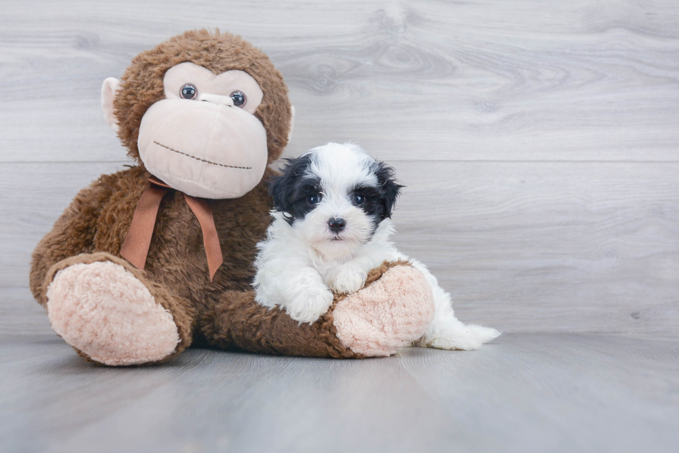 Sweet Havanese Purebred Puppy