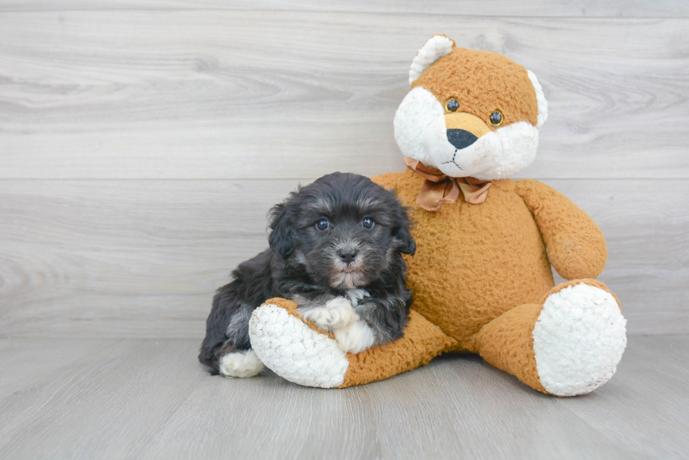 Havanese Pup Being Cute