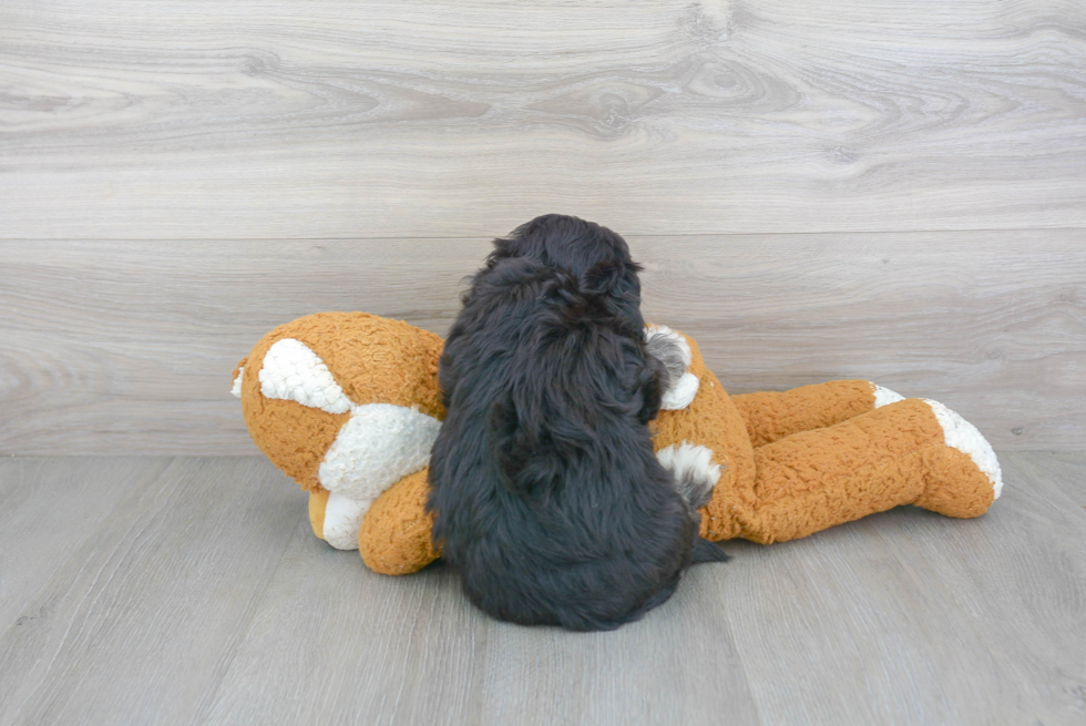 Friendly Havanese Purebred Pup