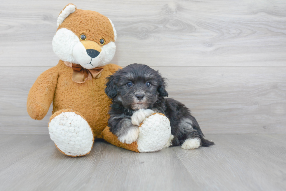 Havanese Pup Being Cute