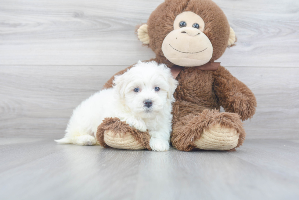 Sweet Havanese Purebred Puppy