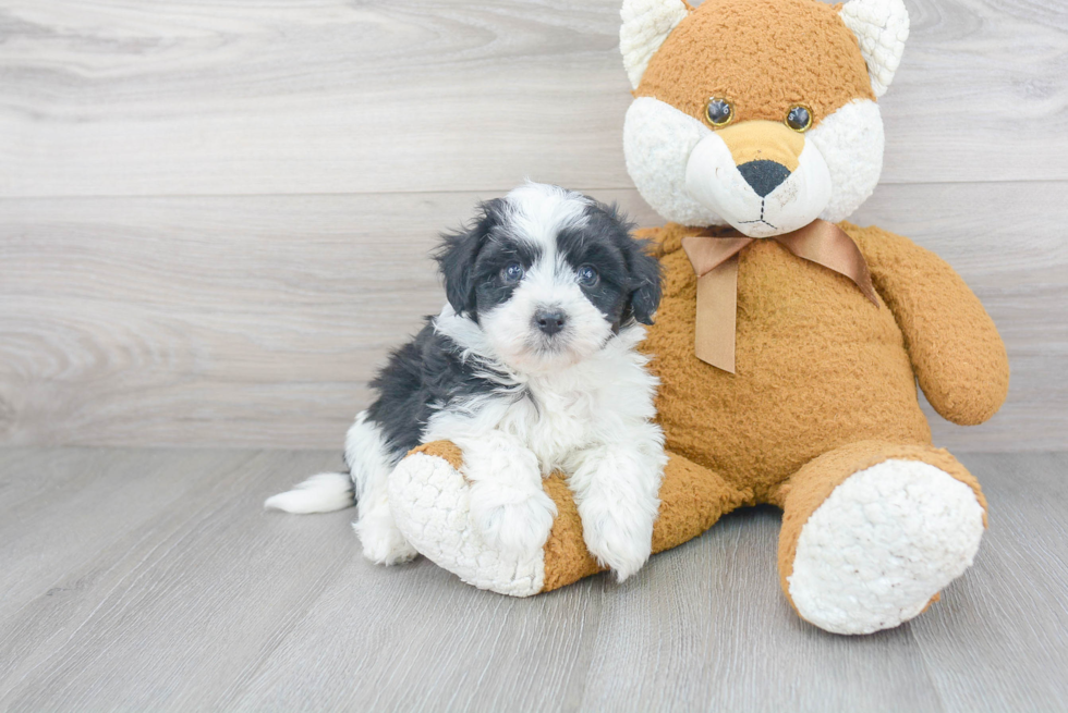 Akc Registered Havanese Purebred Pup