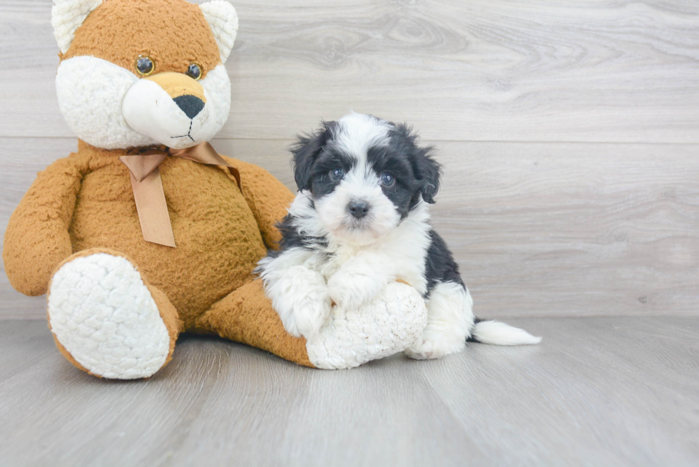 Havanese Puppy for Adoption