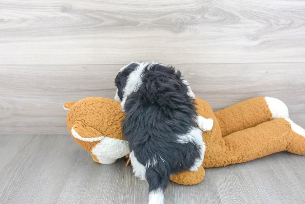 Havanese Pup Being Cute