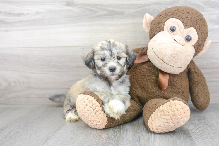 Best Havanese Baby