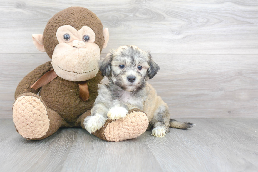 Little Havanese Purebred Pup