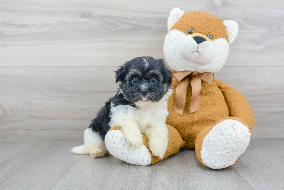 Havanese Puppy for Adoption