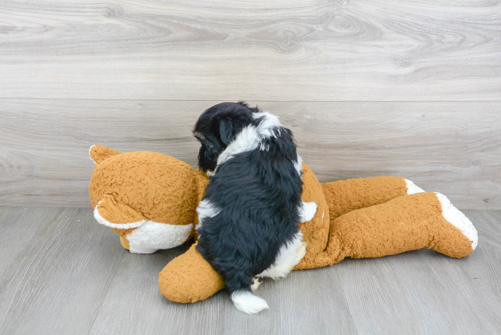 Smart Havanese Purebred Puppy