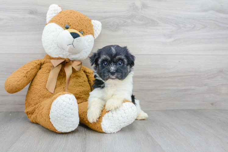 Funny Havanese Purebred Pup