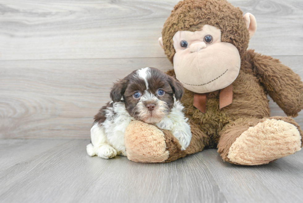 Havanese Pup Being Cute