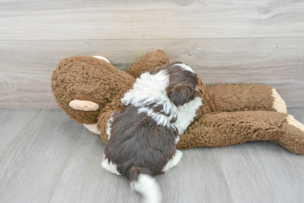 Havanese Pup Being Cute