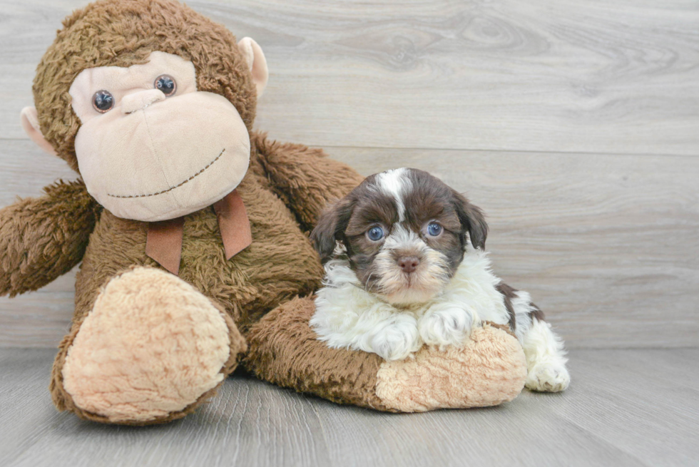 Popular Havanese Baby