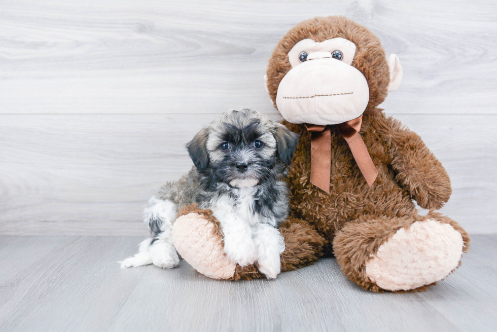 Little Havanese Baby