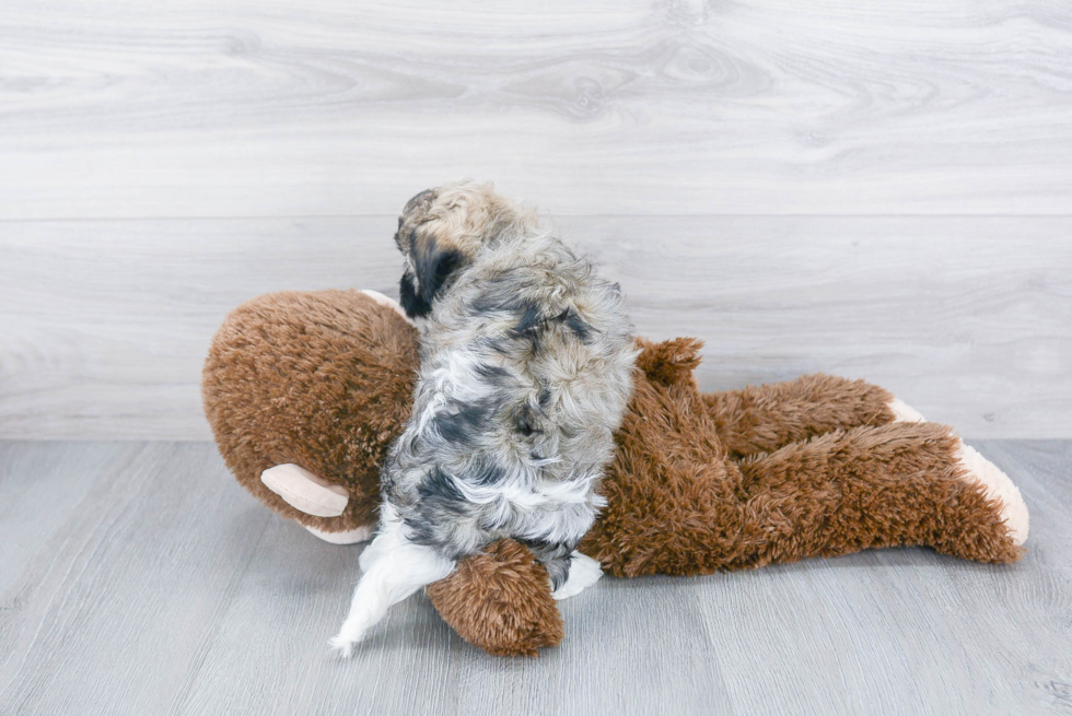 Sweet Havanese Purebred Puppy