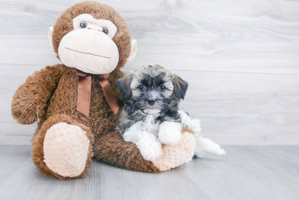 Popular Havanese Purebred Pup