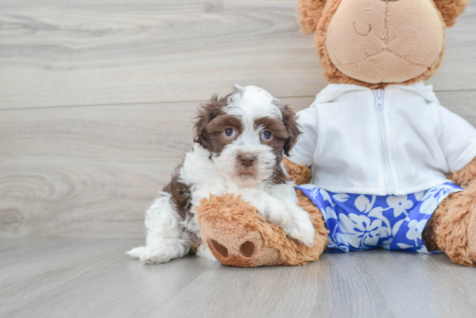 Havanese Puppy for Adoption