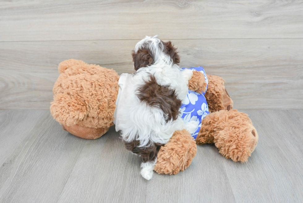 Popular Havanese Purebred Pup