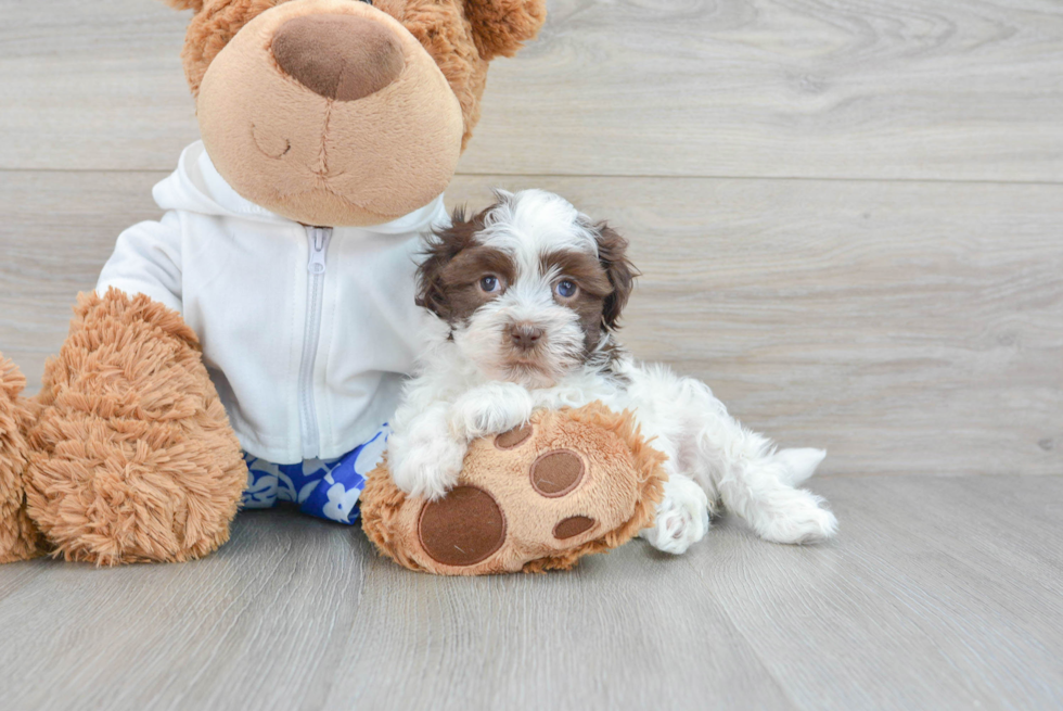 Havanese Puppy for Adoption