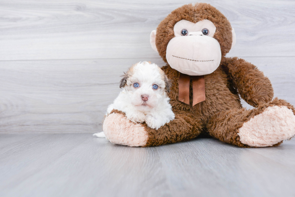 Best Havanese Baby