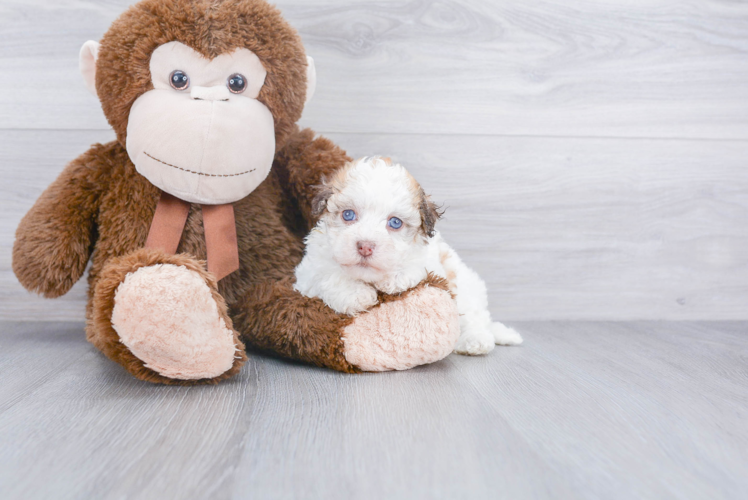 Best Havanese Baby