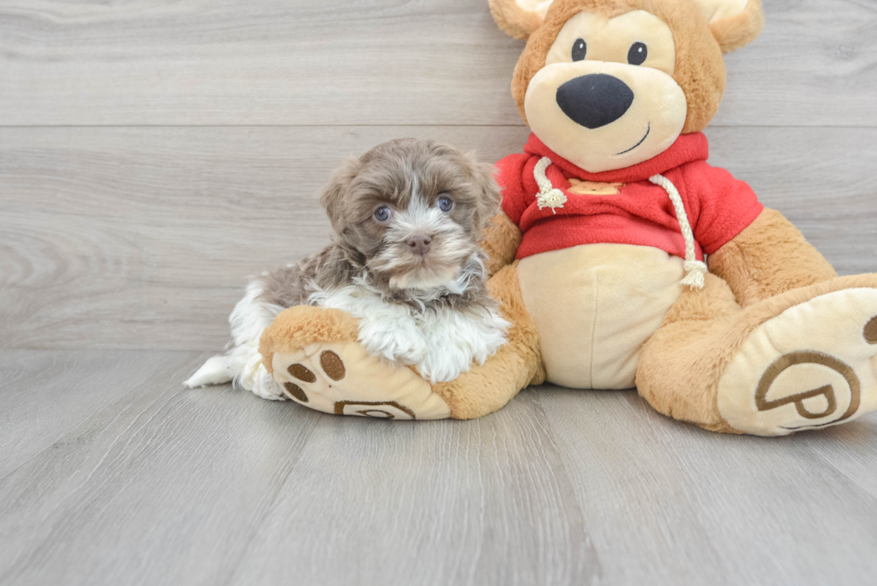 Havanese Pup Being Cute