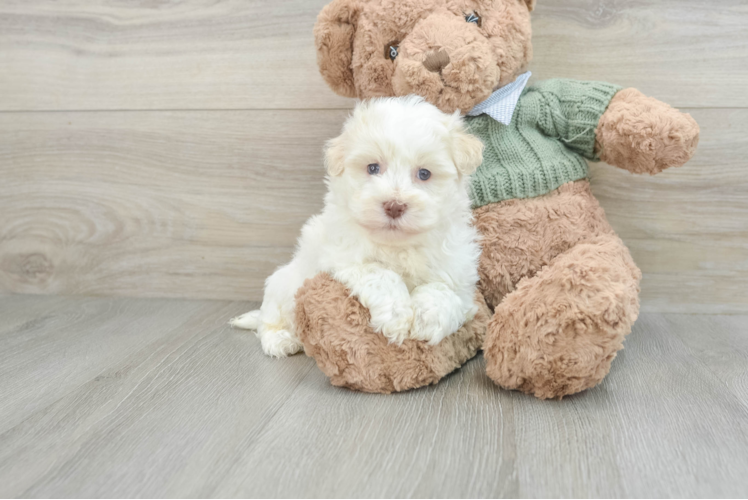 Little Havanese Baby