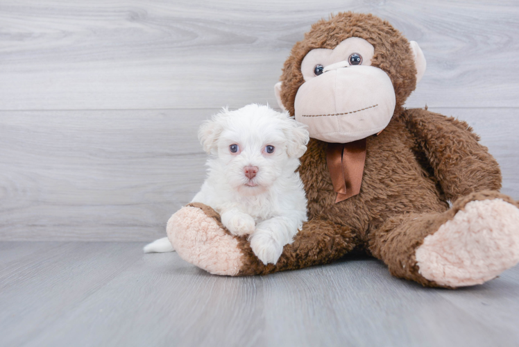 Havanese Pup Being Cute