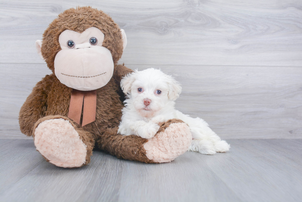 Havanese Pup Being Cute