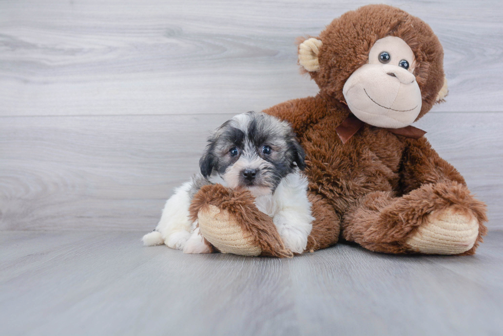 Best Havanese Baby