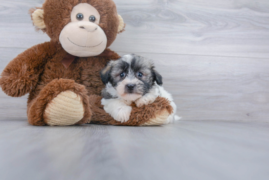 Akc Registered Havanese Baby