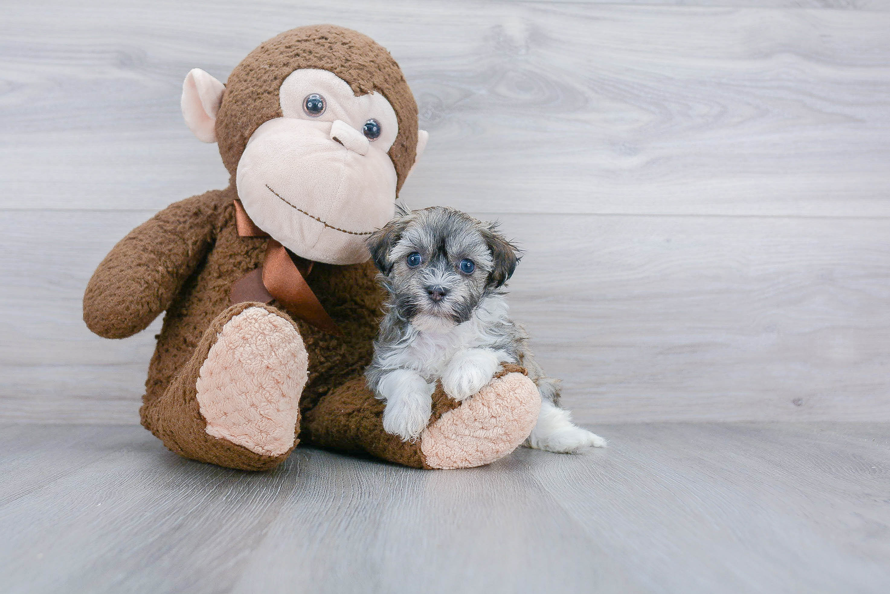 Havanese Puppy for Adoption