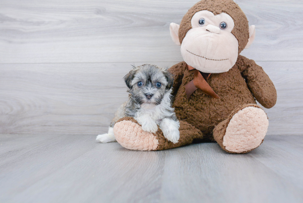 Havanese Pup Being Cute