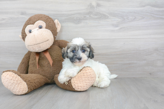 Havanese Pup Being Cute