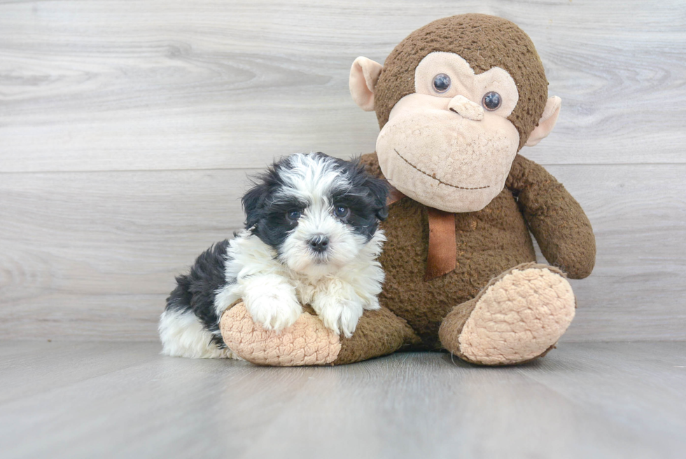 Playful Havanese Purebred Pup