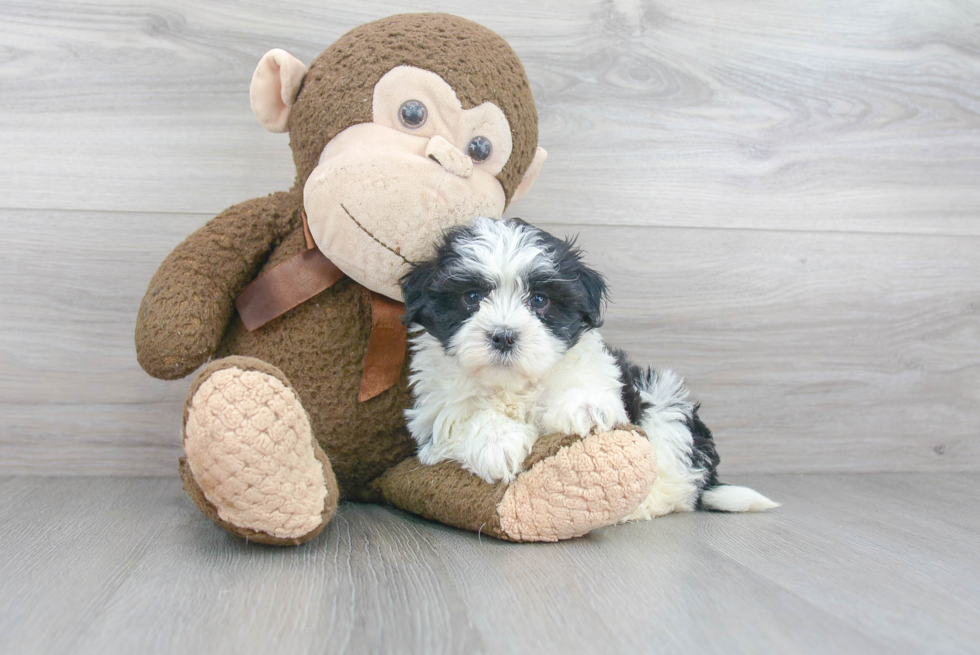 Best Havanese Baby