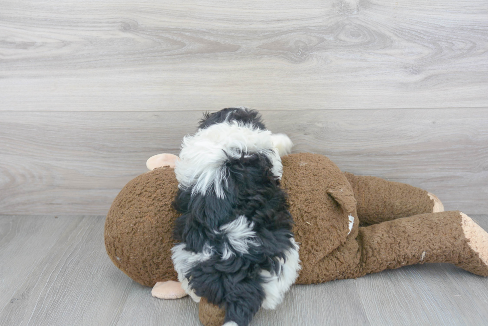 Friendly Havanese Purebred Pup