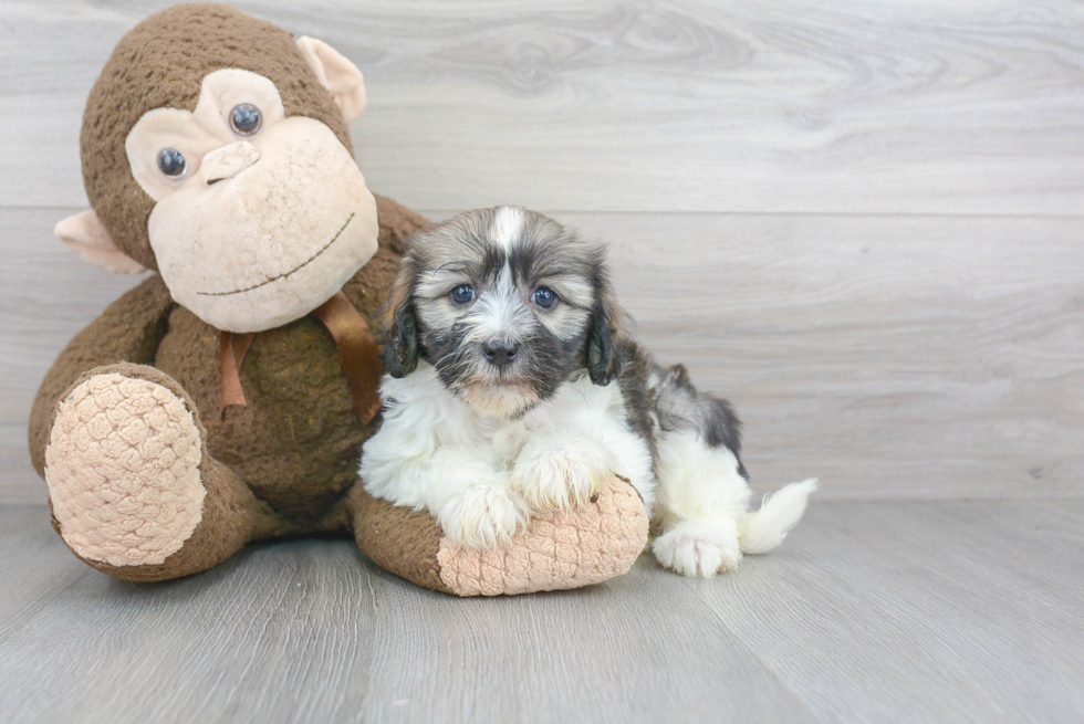 Best Havanese Baby