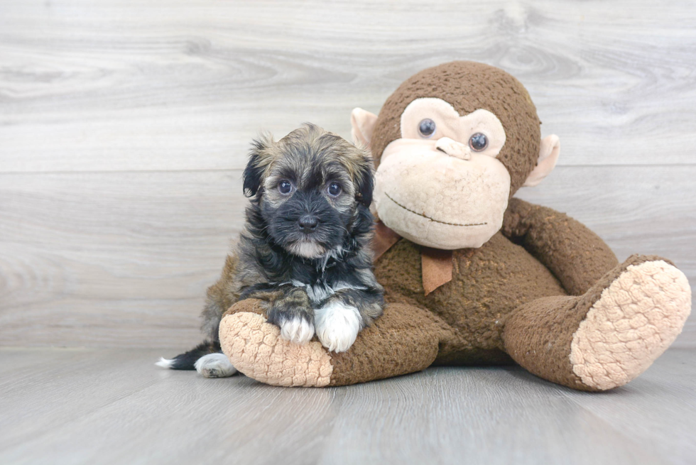 Best Havanese Baby