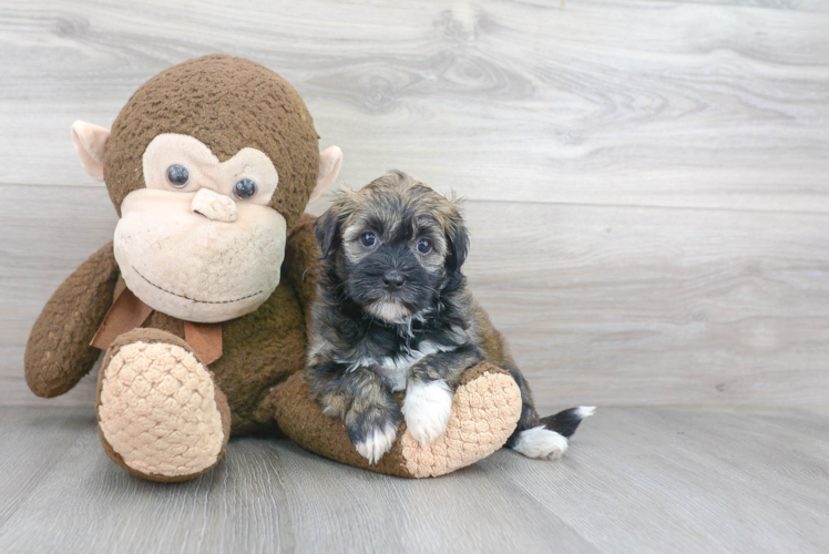 Small Havanese Baby