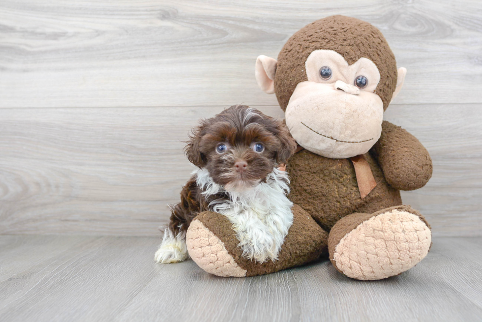 Havanese Pup Being Cute