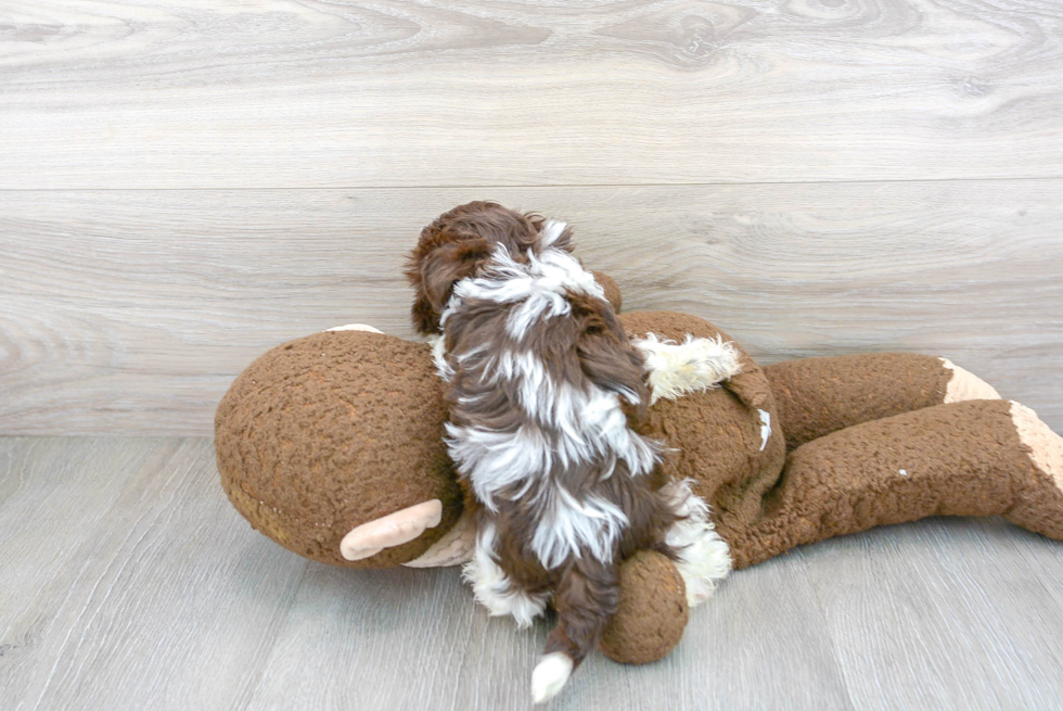 Friendly Havanese Purebred Pup