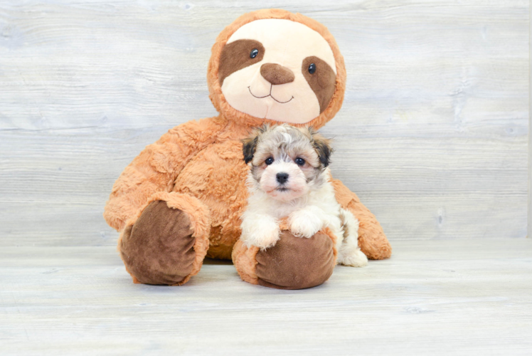 Popular Havanese Purebred Pup