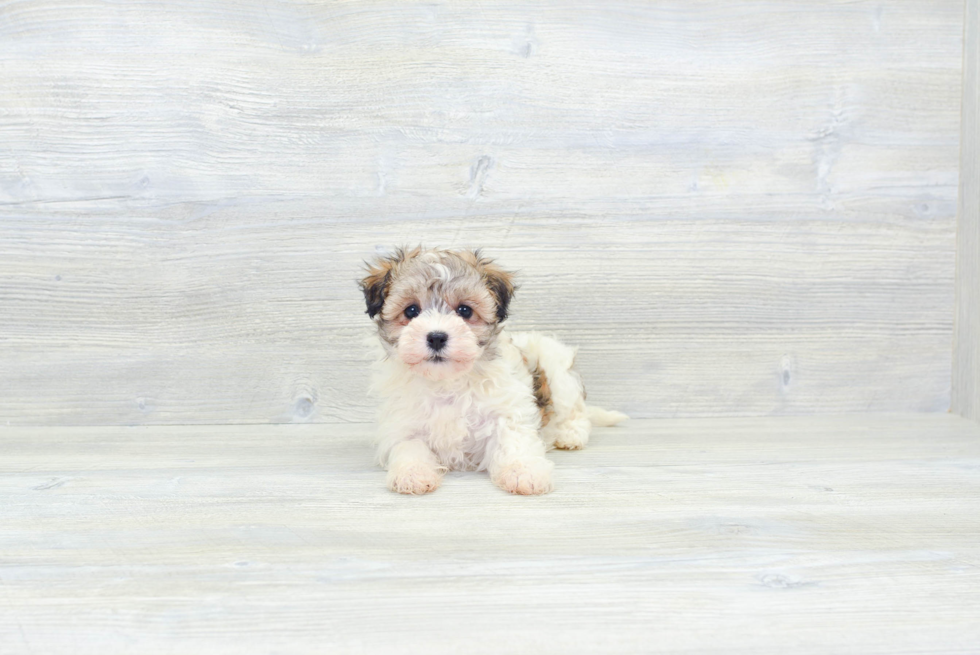 Small Havanese Baby