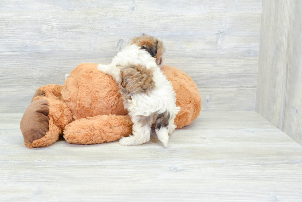 Sweet Havanese Purebred Puppy