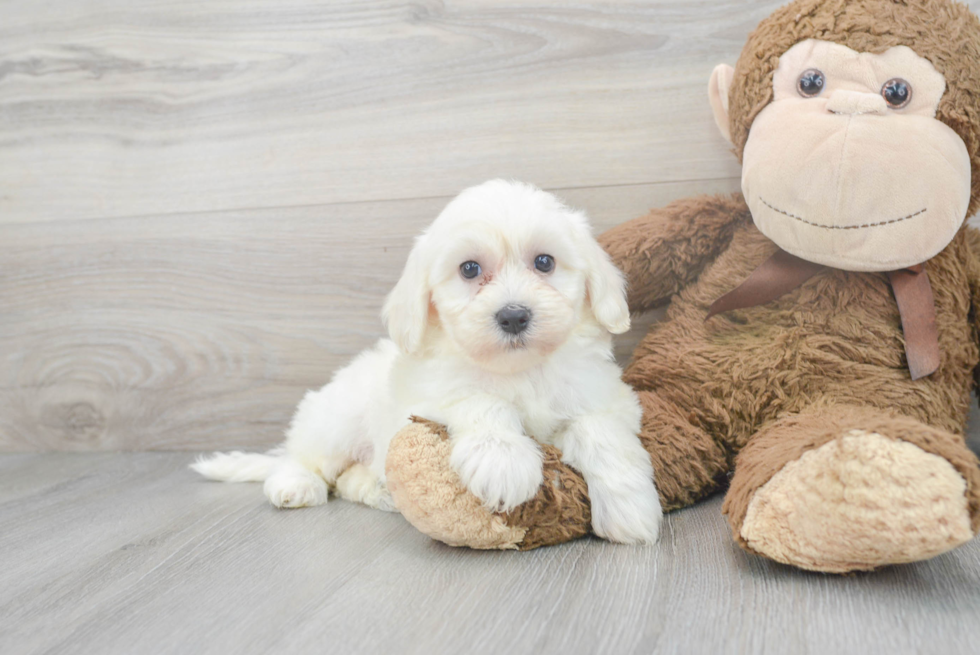 Petite Havanese Purebred Puppy